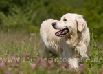 09 Balu